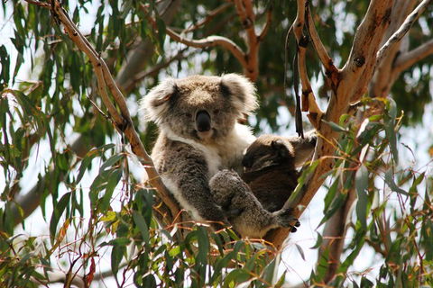 Phillip Island Penguin Parade, Brighton Bathing Boxes And Wildlife Park Tour - Accommodation Great Ocean Road 4