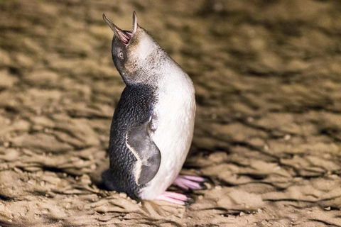 Phillip Island Penguin Parade, Brighton Bathing Boxes And Wildlife Park Tour - Accommodation Great Ocean Road 5