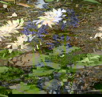 Yellow Water Cruise - Kakadu - Accommodation Great Ocean Road