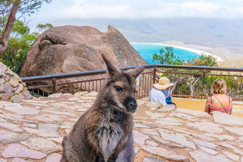 Wineglass Bay & Freycinet NP Full Day Tour From Hobart Via Richmond Village - Accommodation Great Ocean Road 0