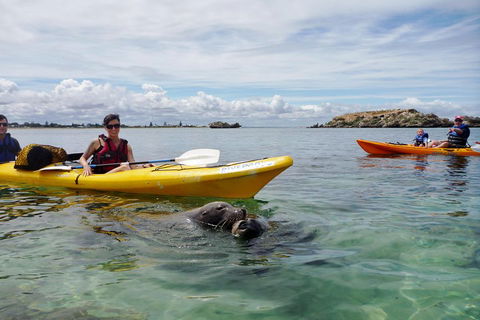 Seal Island And Penguin Island Or Point Peron Sea Kayak Tour - Accommodation Great Ocean Road 0