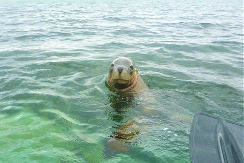 Seal Island And Penguin Island Or Point Peron Sea Kayak Tour - Accommodation Great Ocean Road 1