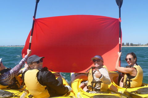 Seal Island And Penguin Island Or Point Peron Sea Kayak Tour - Accommodation Great Ocean Road 2