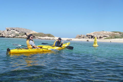 Seal Island And Penguin Island Or Point Peron Sea Kayak Tour - Accommodation Great Ocean Road 3