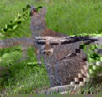 Ultimate Blue Mountains and Wildlife Tour - Accommodation Great Ocean Road