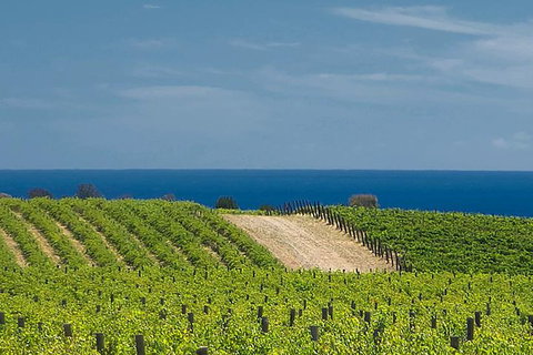 McLaren Vale Winery Small Group Tour With Wine Tasting And Lunch - Accommodation Great Ocean Road 4