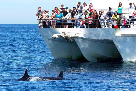 Private Port Stephens Day Trip From Sydney Including Dolphin Cruise - Accommodation Great Ocean Road 2