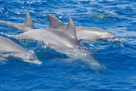 Private Port Stephens Day Trip From Sydney Including Dolphin Cruise - Accommodation Great Ocean Road 4