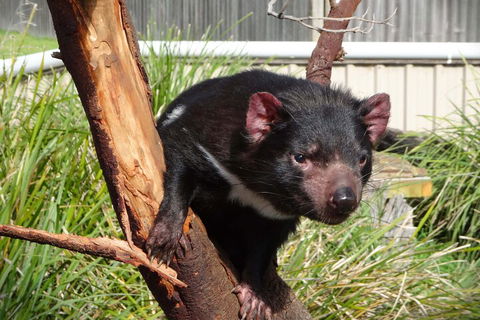 6-Day Tasmania Small-Group Guided Tour With Gourmet Food - Accommodation Great Ocean Road 1