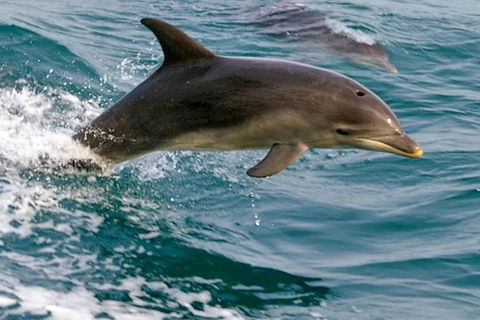 1.5HR Mudjimba Island Wildlife Safari - Accommodation Great Ocean Road 0