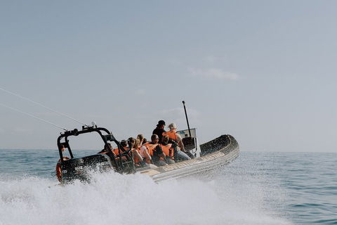 Adventure Whale Watching Tour Mooloolaba - Accommodation Great Ocean Road 0