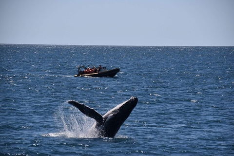Adventure Whale Watching Tour Mooloolaba - Accommodation Great Ocean Road 1