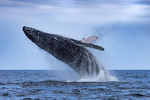 Adventure Whale Watching Tour Mooloolaba - Accommodation Great Ocean Road 2