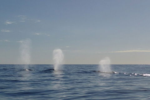Adventure Whale Watching Tour Mooloolaba - Accommodation Great Ocean Road 3