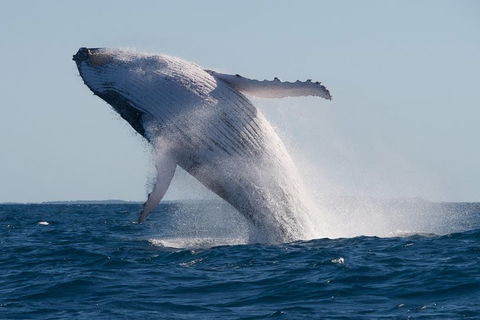 Adventure Whale Watching Tour Mooloolaba - Accommodation Great Ocean Road 5