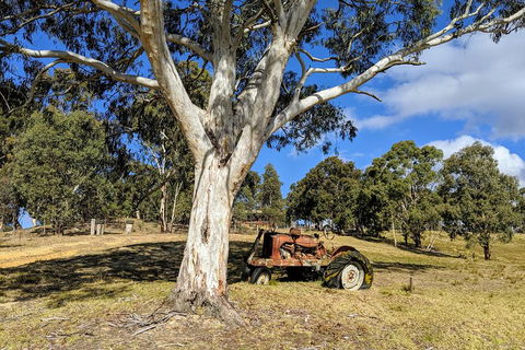 Blue Mountains Private Tour - Wild Kangaroos, Waterfalls And The Three Sisters - Accommodation Great Ocean Road 1