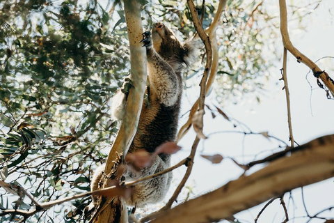 Small-Group Guided Yarra Valley Winery Tour With Wine Tasting - Accommodation Great Ocean Road 5