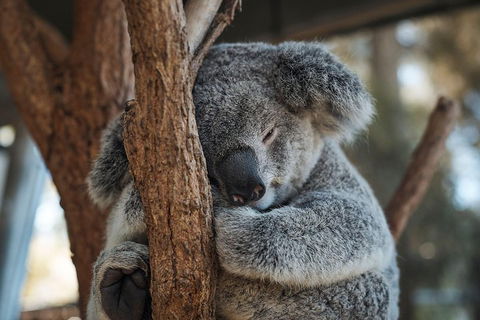 Sydney Taronga Zoo General Entry Ticket - Accommodation Great Ocean Road 3