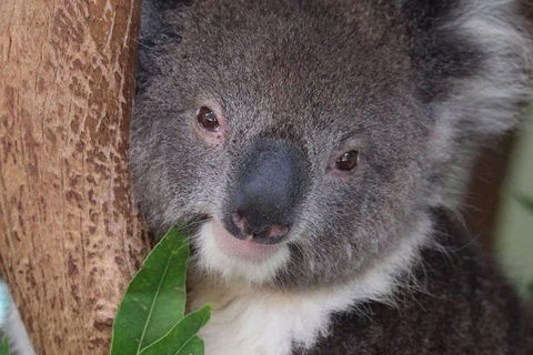 All Inclusive Blue Mountains Small-Group Day Trip From Sydney - Accommodation Great Ocean Road 1