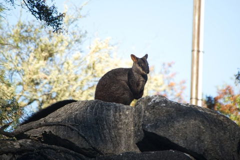 The Explorers' Discovery Tour - Gold, Wine & Wildlife - Accommodation Great Ocean Road 4