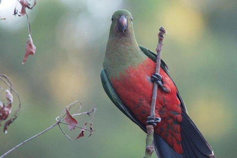 Inside The Greater Blue Mountains World Heritage - A Wildlife Safari Overnight - Accommodation Great Ocean Road 0