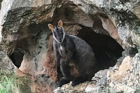 Inside The Greater Blue Mountains World Heritage - A Wildlife Safari Overnight - Accommodation Great Ocean Road 1