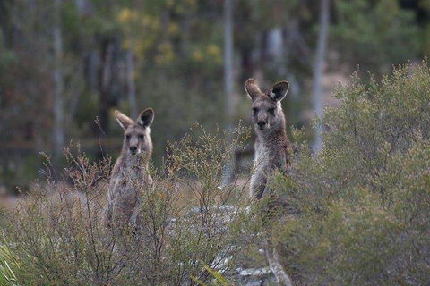 Inside The Greater Blue Mountains World Heritage - A Wildlife Safari Overnight - Accommodation Great Ocean Road 2