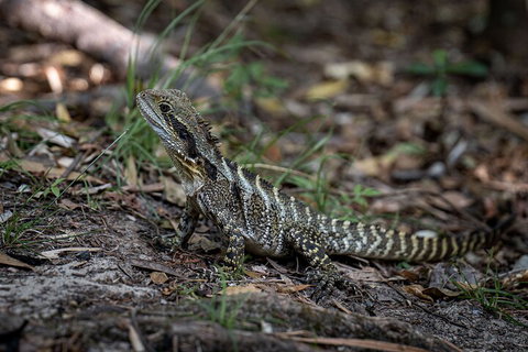 Cape Byron Aboriginal Tour - Accommodation Great Ocean Road 3