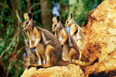 Sydney Harbour Hop On Hop Off Cruise With Taronga Zoo Entry - Accommodation Great Ocean Road 4
