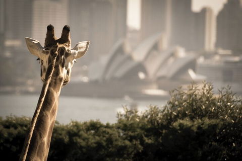 Sydney Harbour Hop On Hop Off Cruise With Taronga Zoo Entry - Accommodation Great Ocean Road 5
