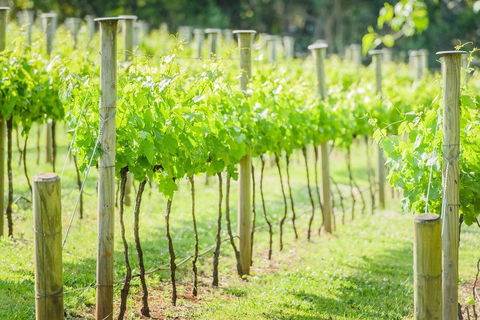 Deluxe Winery Tour To Tamborine Mountain, Includes Gourmet Two Course Lunch - Accommodation Great Ocean Road 5