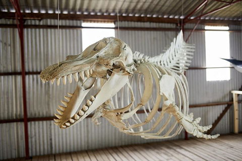 Albany's Whale Story - Accommodation Great Ocean Road 3