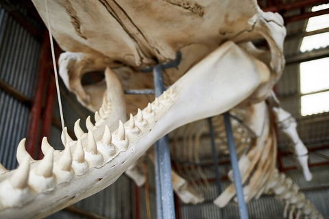 Albany's Whale Story - Accommodation Great Ocean Road 5