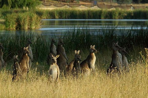 Canberra - The National Capital | Full Day Private Tour | Departs From Sydney - Accommodation Great Ocean Road 3