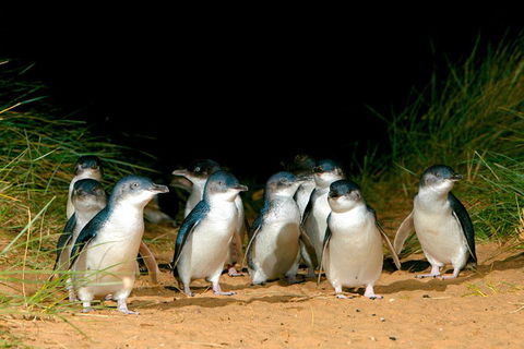 Melbourne Combo: Great Ocean Road + Phillip Island Express + Attraction Pass - Accommodation Great Ocean Road 3