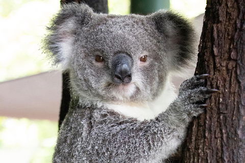 Wildlife Habitat Port Douglas - Accommodation Great Ocean Road 1