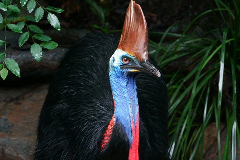 Wildlife Habitat Port Douglas - Accommodation Great Ocean Road 3