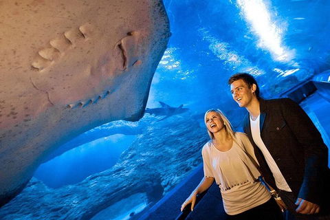 Dive With Sharks At AQWA - Accommodation Great Ocean Road 0