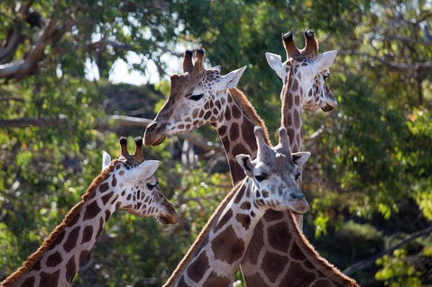 Werribee Open Range Zoo General Admission Ticket - Accommodation Great Ocean Road 0