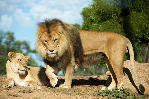 Werribee Open Range Zoo General Admission Ticket - Accommodation Great Ocean Road 1