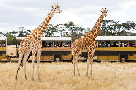 Werribee Open Range Zoo General Admission Ticket - Accommodation Great Ocean Road 2