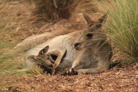 Werribee Open Range Zoo General Admission Ticket - Accommodation Great Ocean Road 3