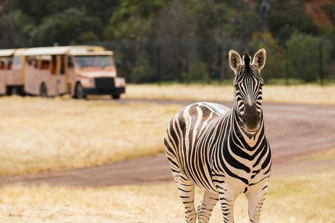Werribee Open Range Zoo General Admission Ticket - Accommodation Great Ocean Road 5