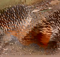 Puffing Billy And Healesville Sanctuary Scenic Tour - Accommodation Great Ocean Road