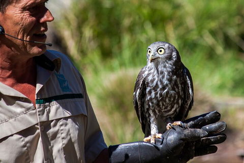 Puffing Billy And Healesville Sanctuary Scenic Tour - Accommodation Great Ocean Road 3