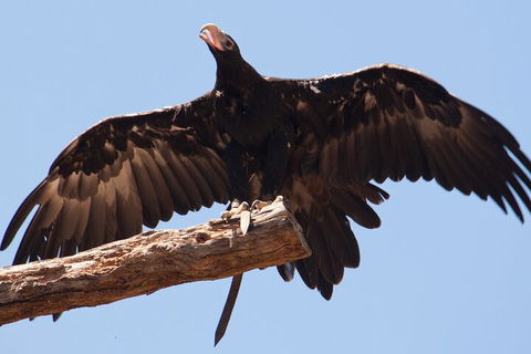 Puffing Billy And Healesville Sanctuary Scenic Tour - Accommodation Great Ocean Road 4