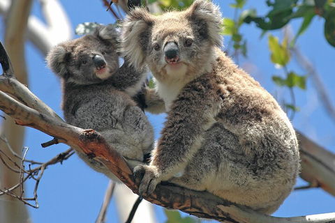 Puffing Billy And Healesville Sanctuary Scenic Tour - Accommodation Great Ocean Road 5