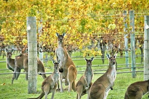 Margaret River Indulge And Discover Day Tour - Accommodation Great Ocean Road 0