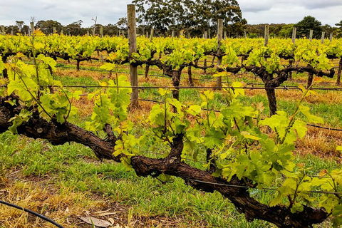 Margaret River Indulge And Discover Day Tour - Accommodation Great Ocean Road 5
