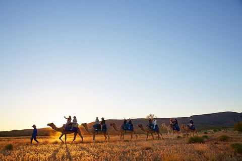 Alice Springs Camel Tour - Accommodation Great Ocean Road 1